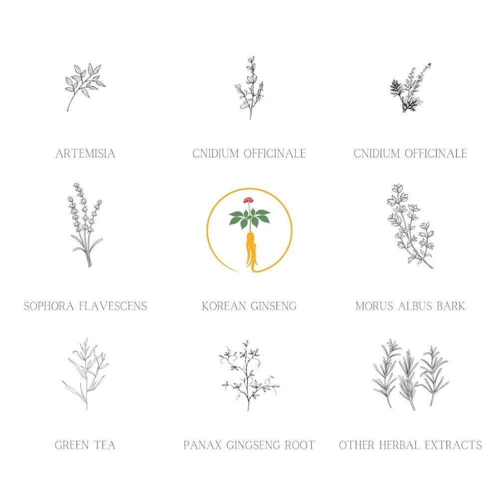 Daeng Gi Meo Ri - Ki Gold - شامبو وعلاج فاخر ضد تساقط الشعر، الشعر الرفيع، والوقاية من الشيب - شامبو عشبي طبي طبيعي بالكامل - العلامة التجارية رقم 1 في كوريا - الصورة 3